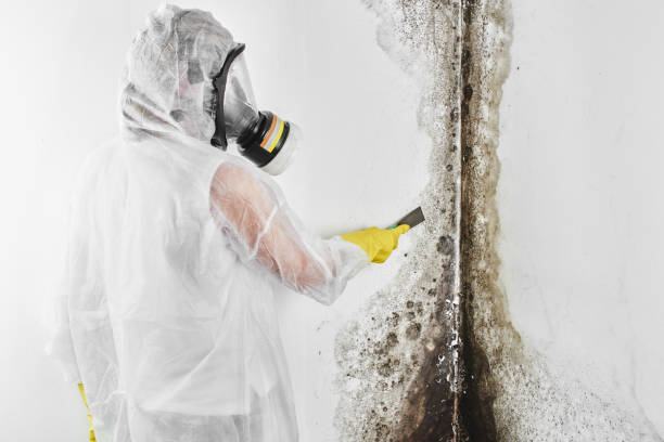 Best Residential Mold Remediation in Metairie, LA
