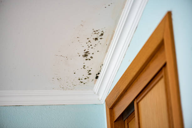 Best Black Mold Remediation in Metairie, LA