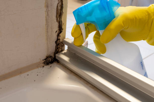Best Residential Mold Remediation in Metairie, LA