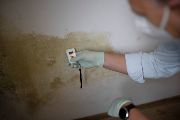 Best Mold Testing and Inspection Services in Metairie, LA