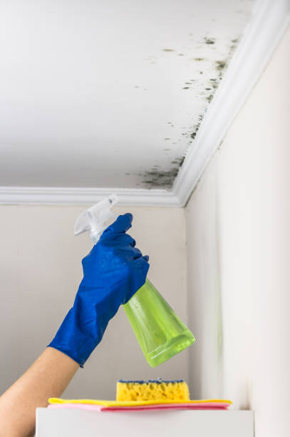 Best Residential Mold Remediation in Metairie, LA